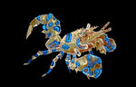‘Harlequin Shrimp' Original