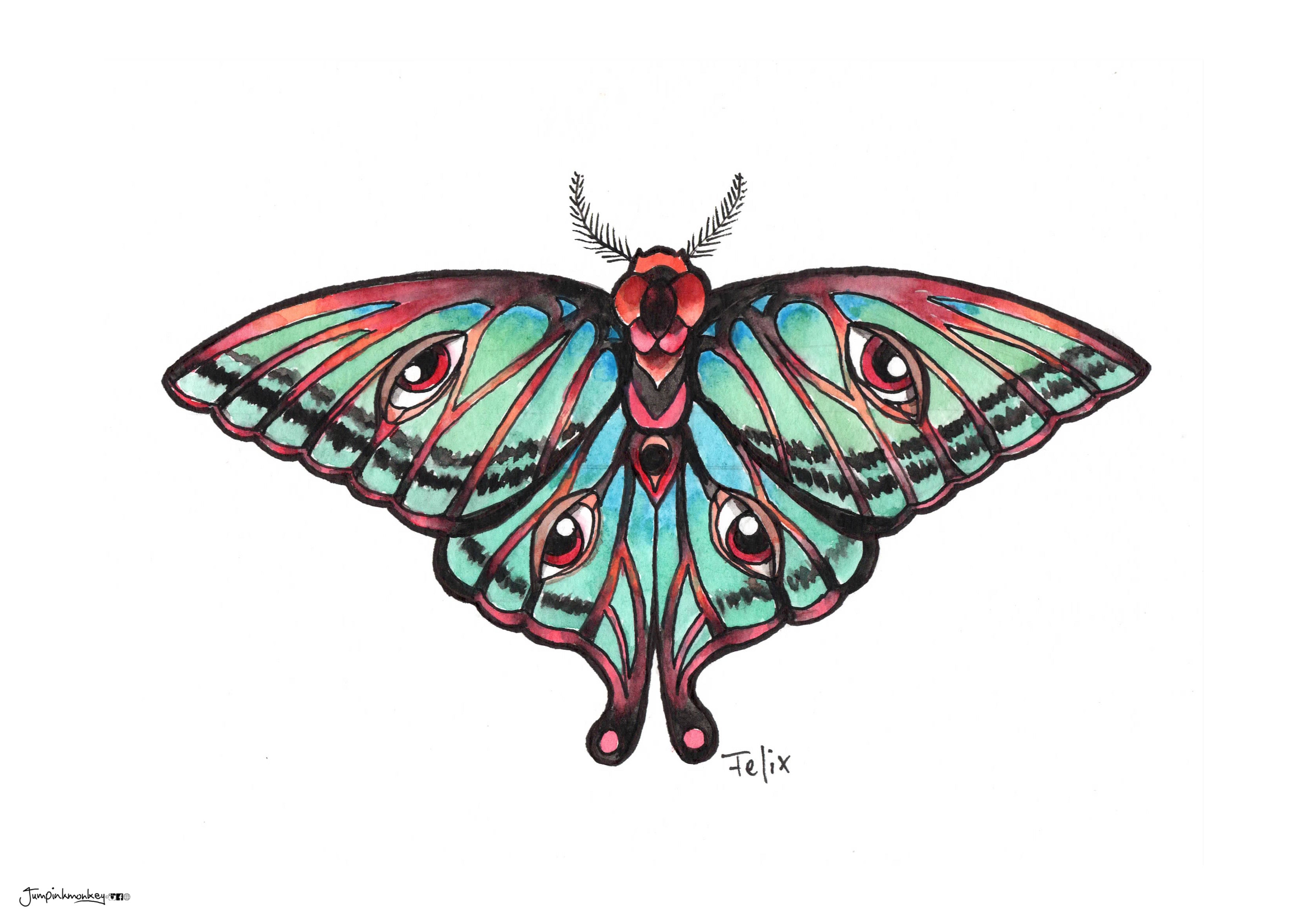 Moth in full color